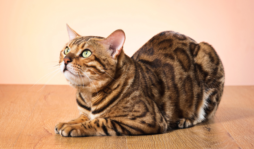 Appearance and Markings of Bengal Cats