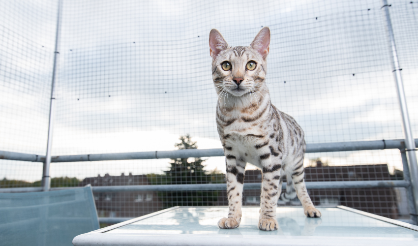 Bengal cats are instantly recognizable