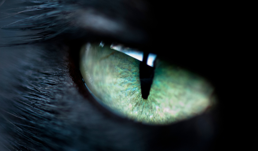 Black Cat Eye