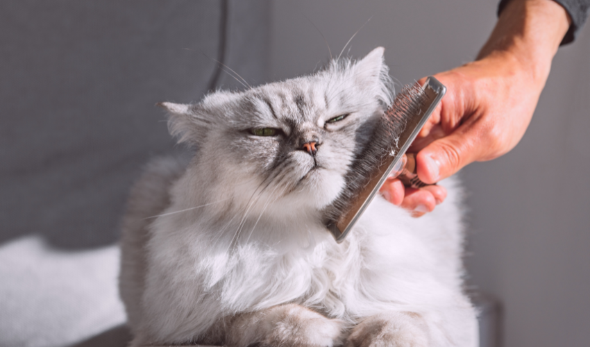 Care and Grooming Cats