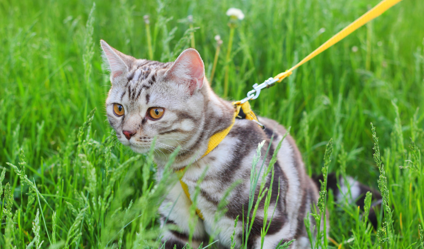 Care needs of the American Shorthair Cat
