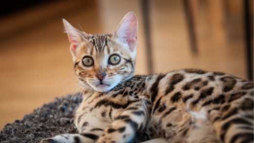 Discovering the Charismatic World of Bengal Cats