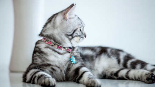 Discovering the Charm of the American Shorthair Cat