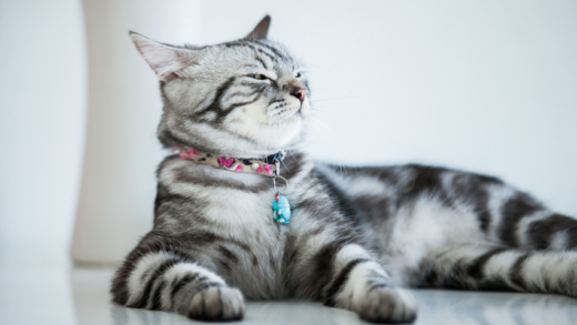 Discovering the Fascinating World of American Domestic Shorthair Cats