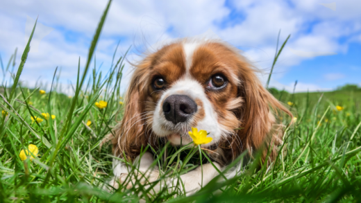 Everything You Need to Know About the Cavalier King Charles Spaniel Breed Information