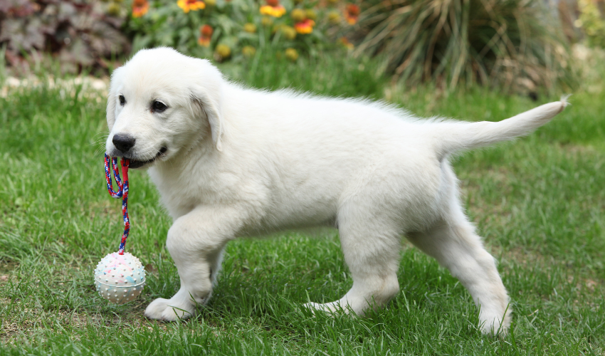 Exercise and Playtime for a Golden Retriever Puppy