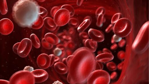 Exploring the Vital Role of Red Blood Cells in the Human Body