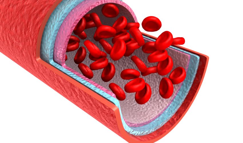 Functions of Red Blood Cells