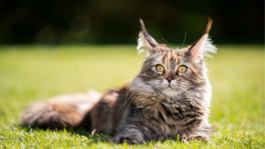 Maine Coon Cats: The Gentle Giants of the Feline World