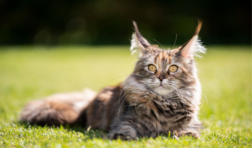 Maine Coon Cats: The Gentle Giants of the Feline World - EdRanks.com ...