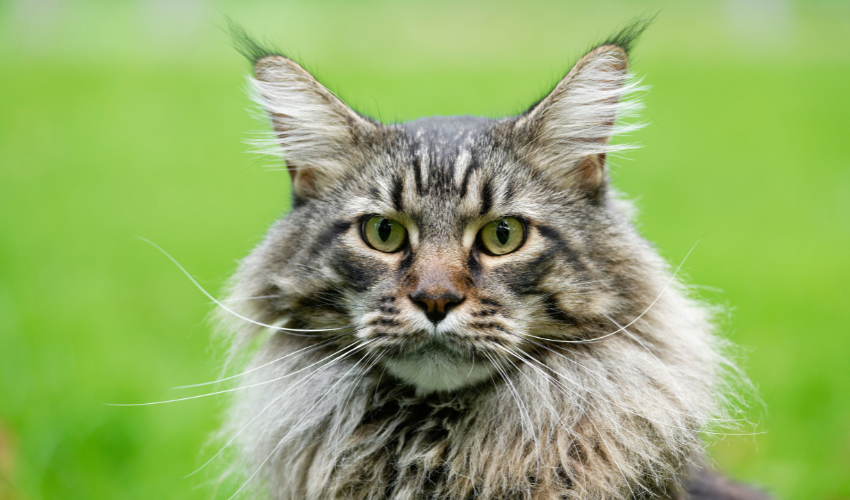 Maine Coons are known for their gentle, friendly, and playful personality