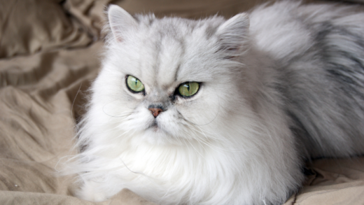 The Elegant Persian Cat: A Guide to Understanding This Majestic Feline