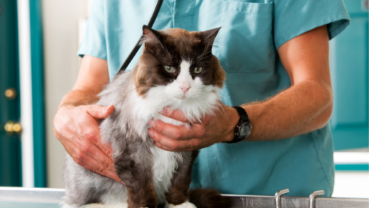 The Importance of Regular Check-Ups with Your Vet for a Healthy Pet