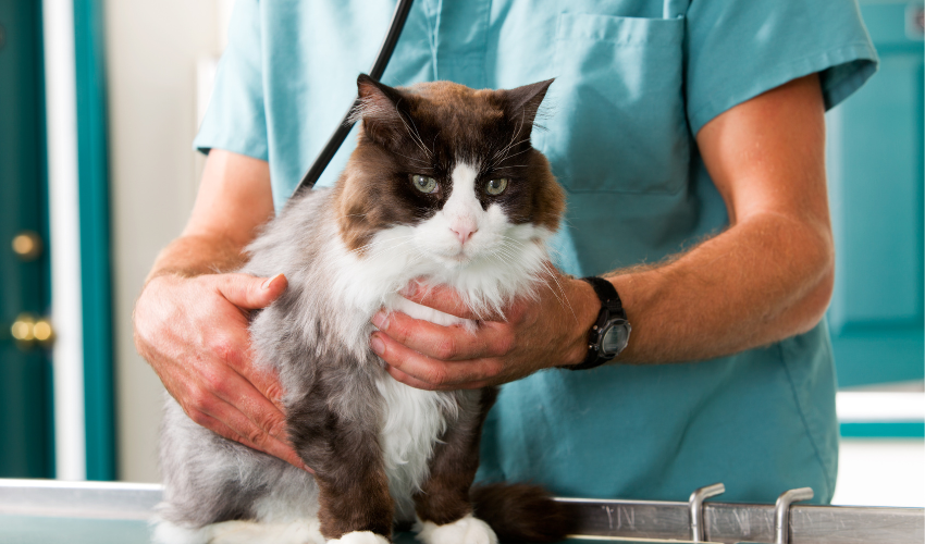 The Importance Of Regular Check Ups With Your Vet For A Healthy Pet