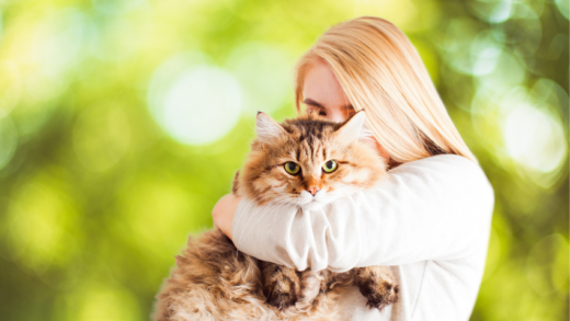 Understanding Basic Breed Cats: Types, Characteristics, and Care Tips