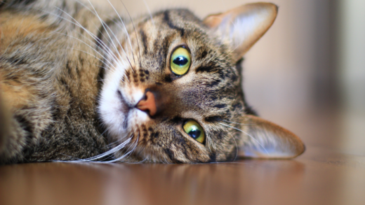 Understanding Domestic Shorthair Tabby Cats: A Guide to Their Unique Traits and Behaviors