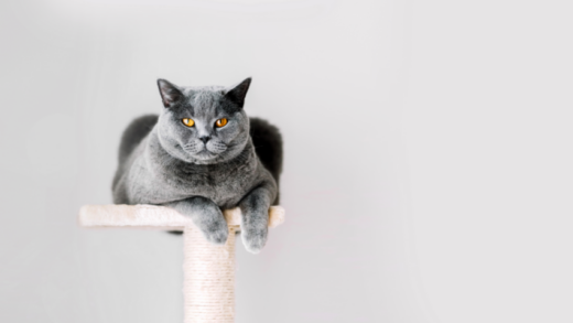 Understanding the Domestic Shorthair Cat: Personality, Care and Health