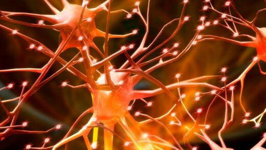 Understanding the Wonders of Nerve Cells