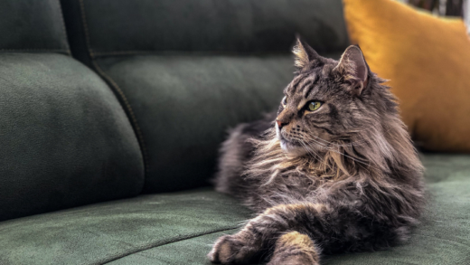 Unraveling the Charm of Maine Coon: The Majestic Feline