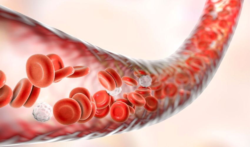 What is the lifespan of a red blood cell