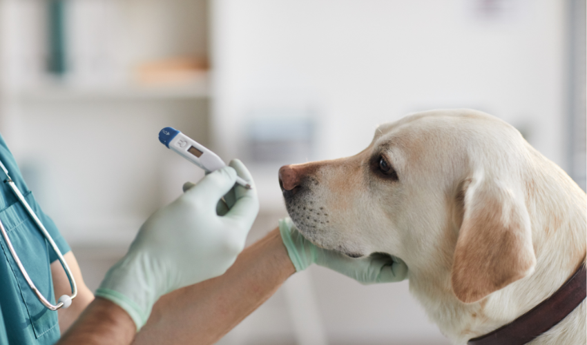 Why Are Regular Check-Ups with Your Vet Important