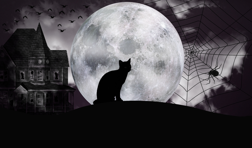 black cats in witchcraft