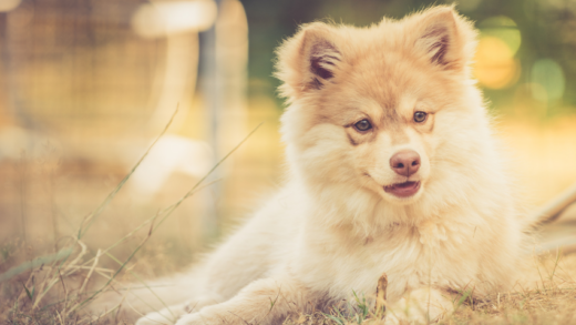 A Complete Guide to the Adorable Finnish Lapphund Breed