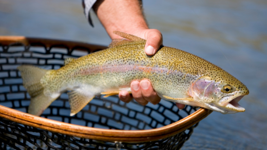 All You Need to Know About Catching Trout Fish