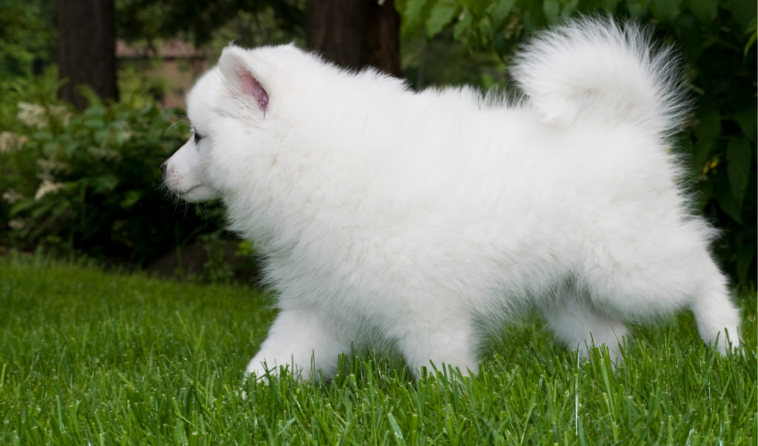 American Eskimo Dog