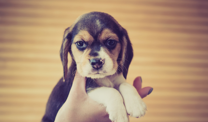 Beagle Puppy Care and Maintenance