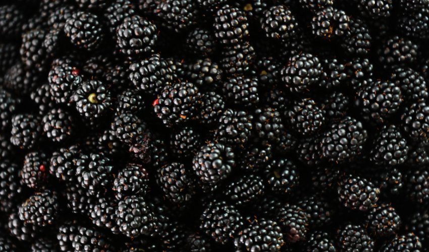 Blackberries