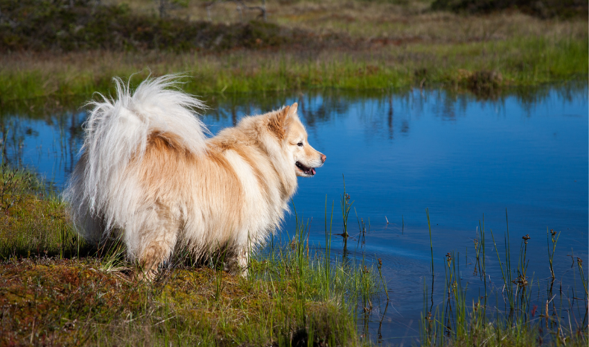 Finnish Lapphund