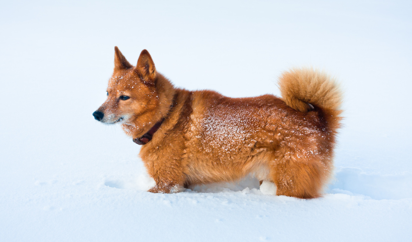 Finnish Spitz