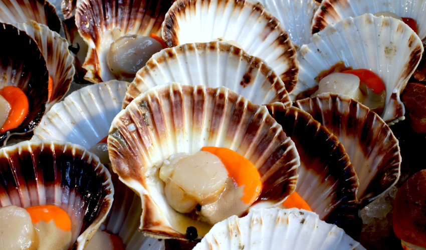 Are scallops healthy to eat?