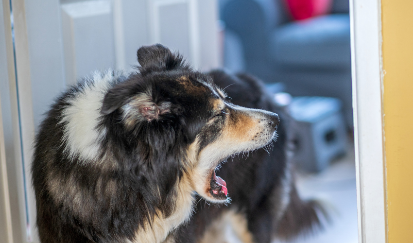 Health Issues for Border Collies