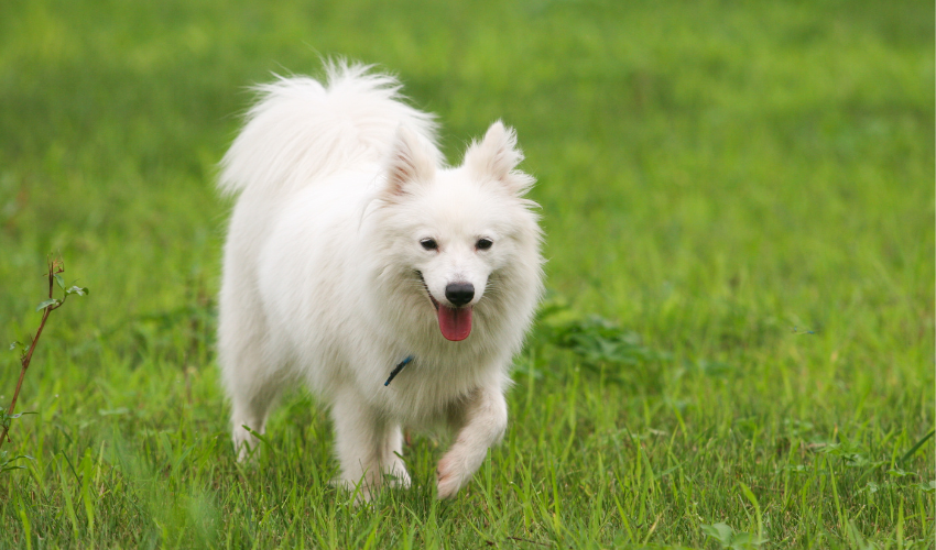 Japanese Spitz