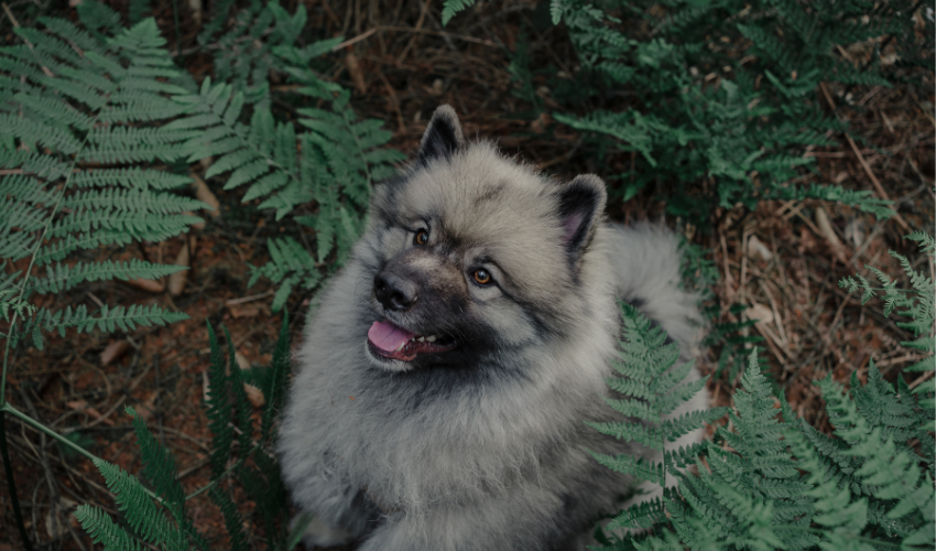 Keeshond