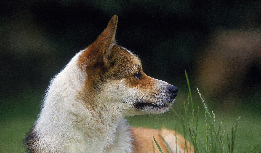 Norwegian Lundehund