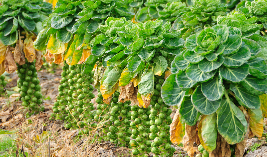 Nutritional Benefits of Brussels Sprouts