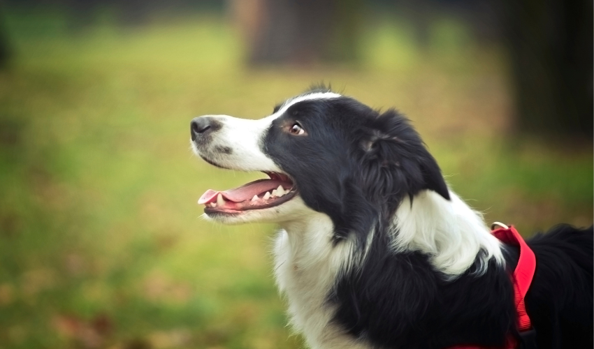 Personality of the Border Collie