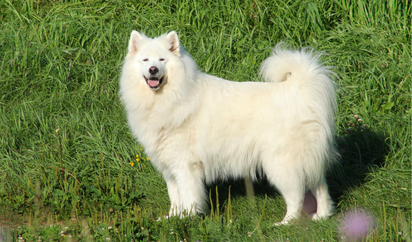 Samoyed