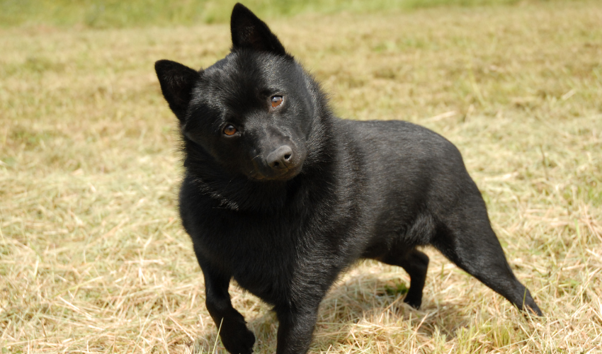 Schipperke