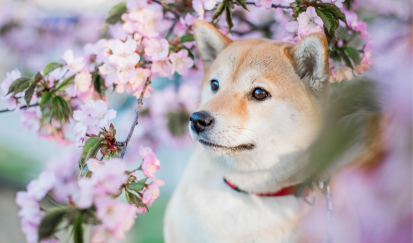 Shiba Inu