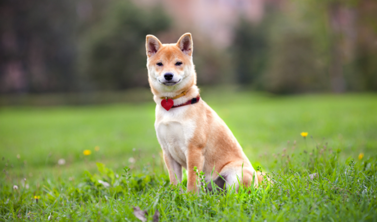 Understanding the Shiba Inu: Traits, Care, and History - EdRanks.com ...