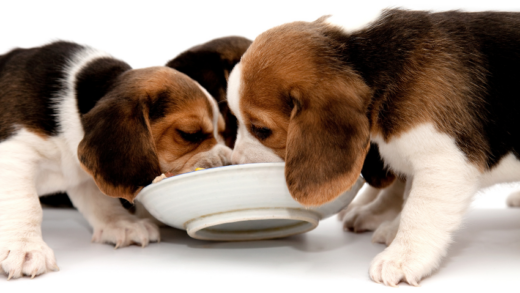The Joy of Raising a Beagle Puppy: Tips and Tricks for New Owners