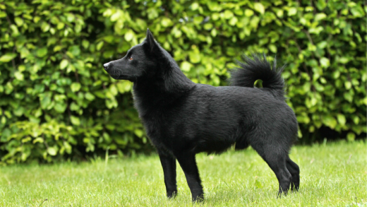 The Schipperke Black Dog - A Lively and Intelligent Companion