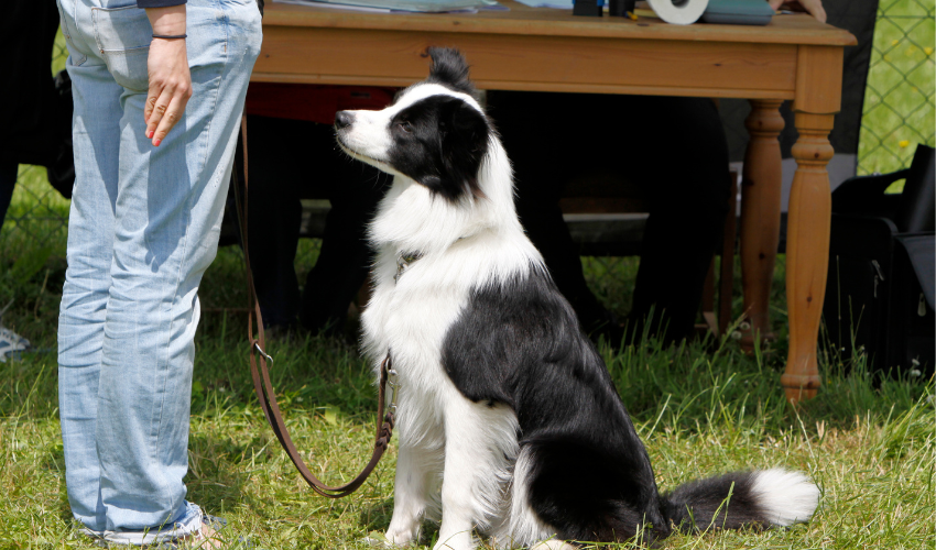 Training and Socialization for Border Collies