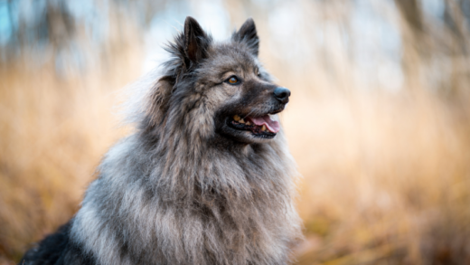 Uncovering the Keeshond Guard Dog: A Loyal and Protective Companion