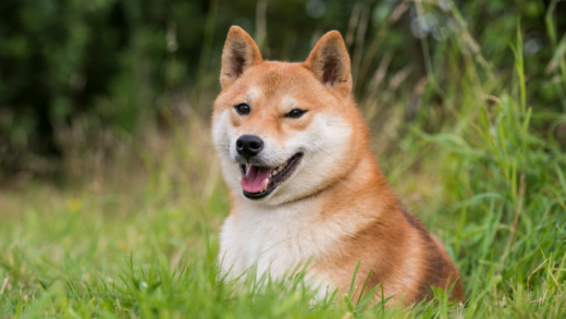 Understanding the Shiba Inu: Traits, Care, and History