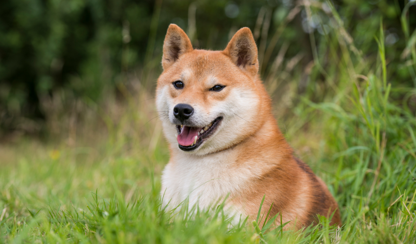 Understanding the Shiba Inu: Traits, Care, and History - EdRanks.com ...